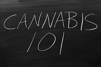 68575889 - the words "cannabis 101" on a blackboard in chalk